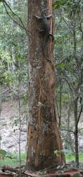 Lace monitor lizard up a tree